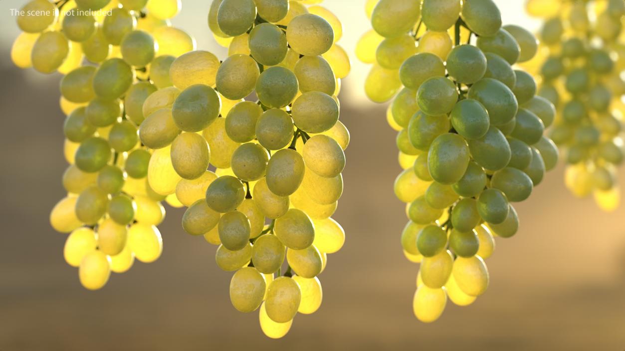 3D Cluster of Green Grapes model