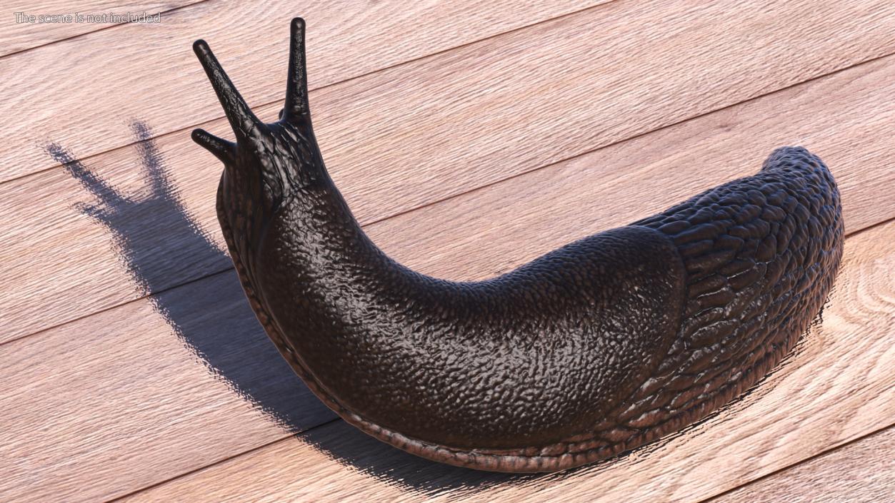 Garden Slug Rigged for Cinema 4D 3D