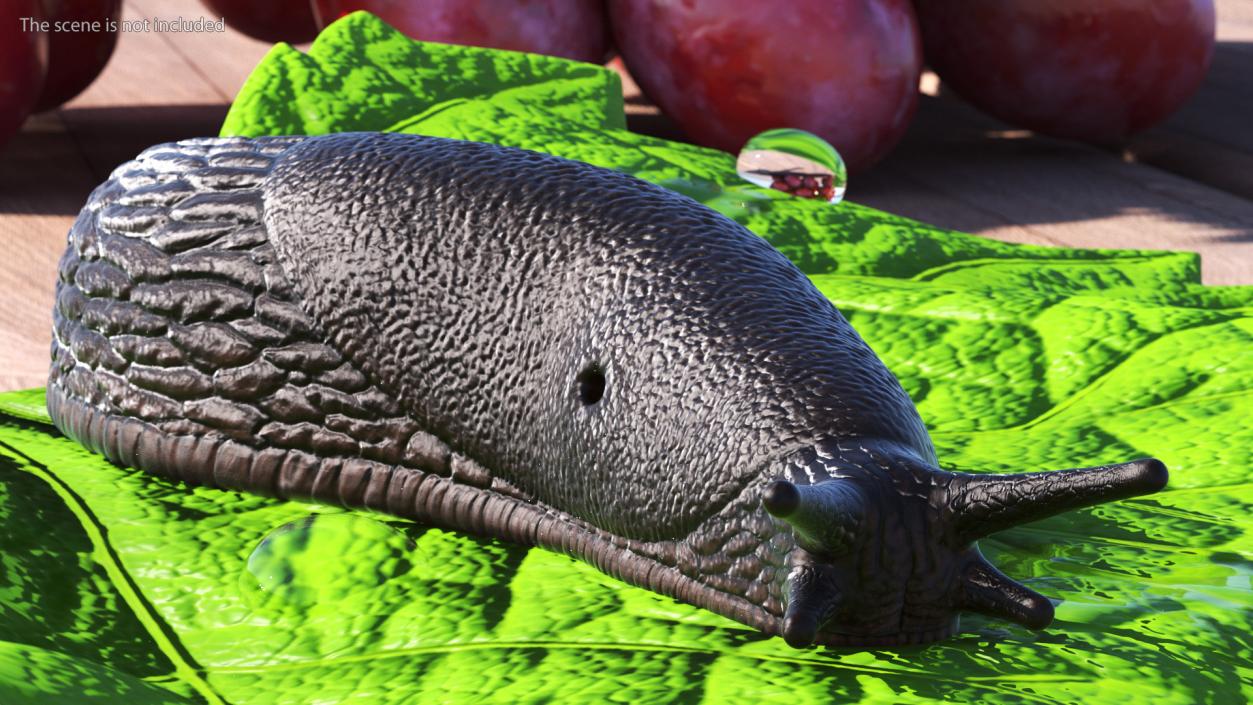 Garden Slug Rigged for Cinema 4D 3D