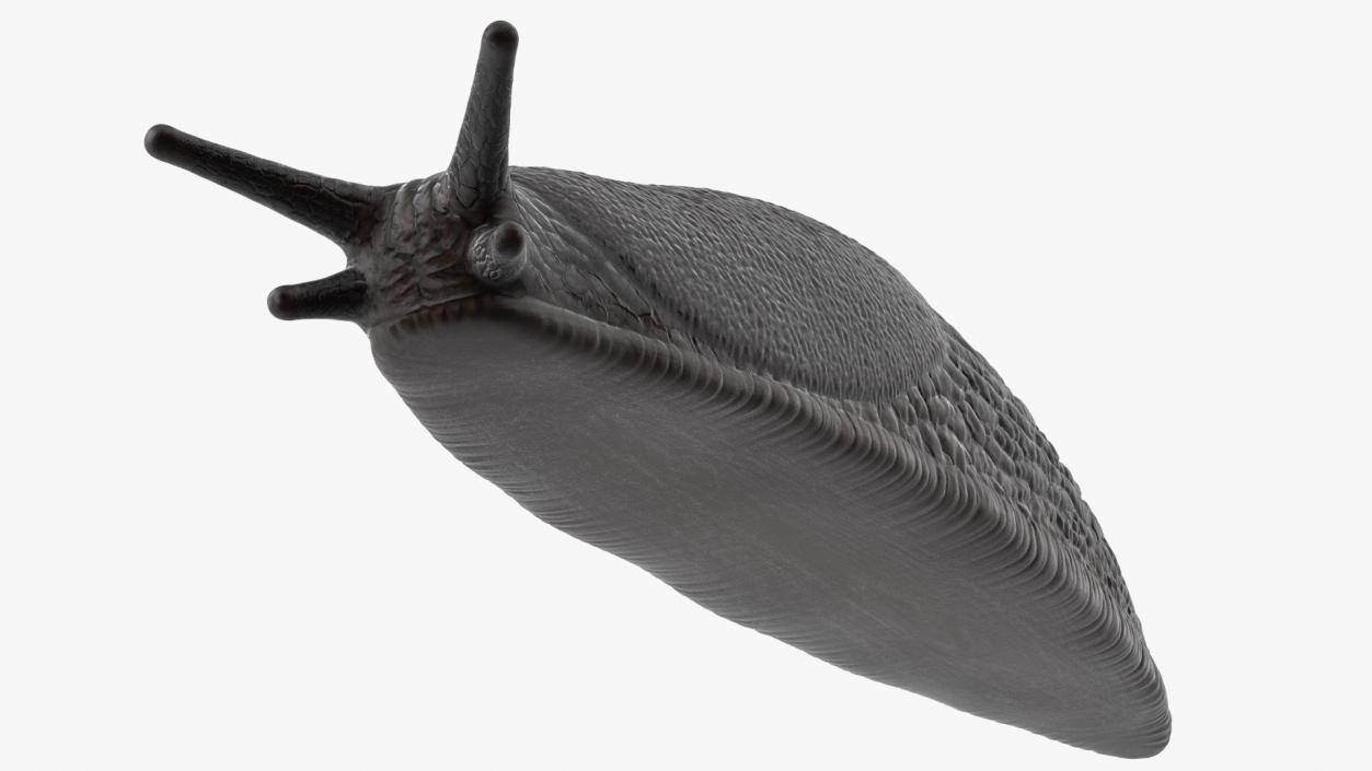 Garden Slug Rigged for Cinema 4D 3D