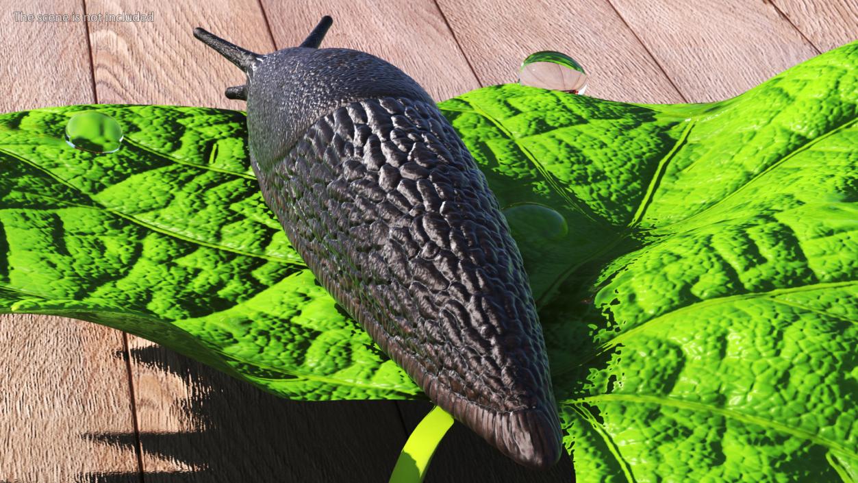 Garden Slug Rigged for Cinema 4D 3D