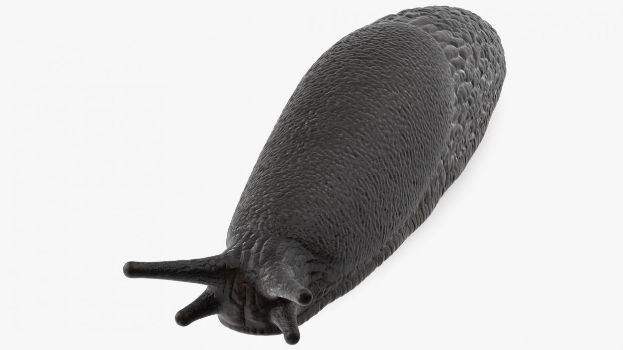 Garden Slug Rigged for Cinema 4D 3D