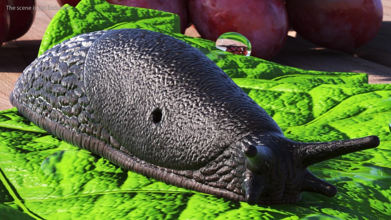 Garden Slug Rigged for Cinema 4D 3D