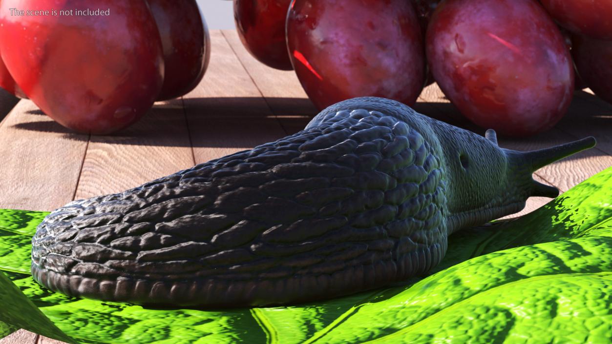 Garden Slug Rigged for Cinema 4D 3D