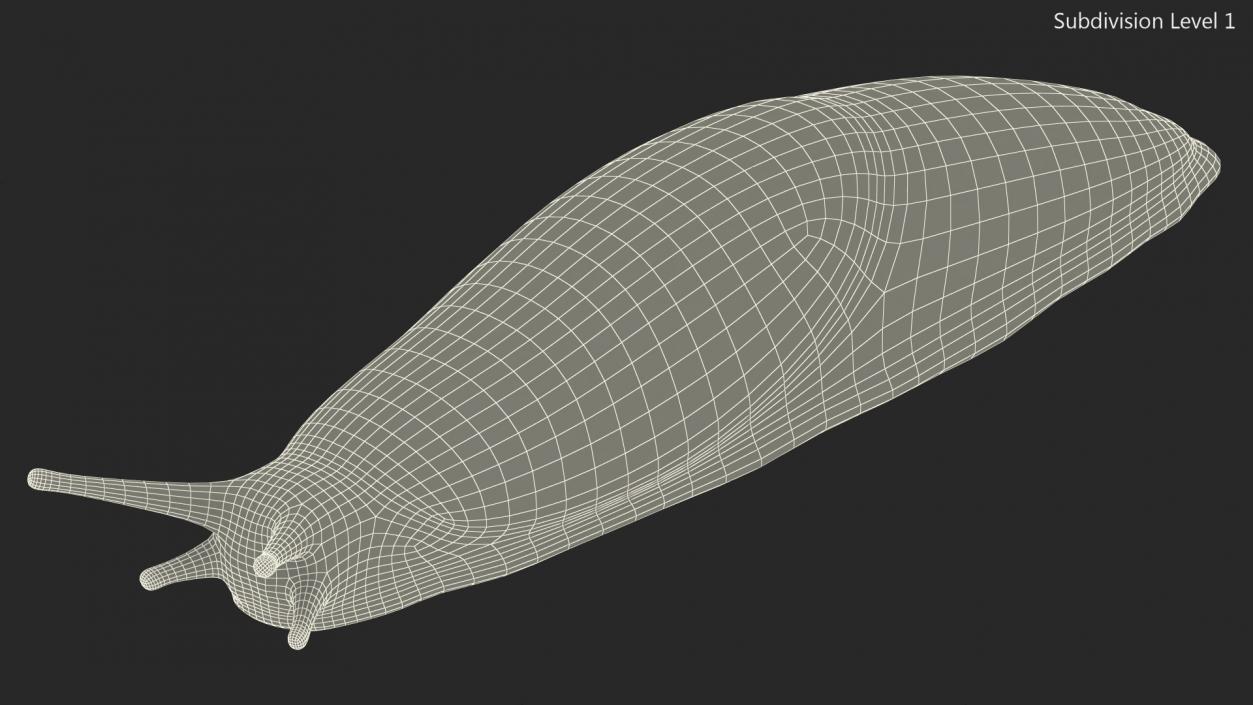 Garden Slug Rigged for Cinema 4D 3D