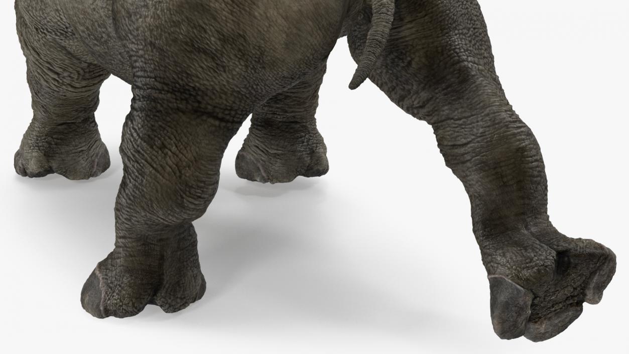 3D Baby Rhino Walking Pose model