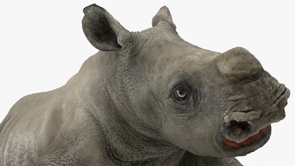 3D Baby Rhino Walking Pose model