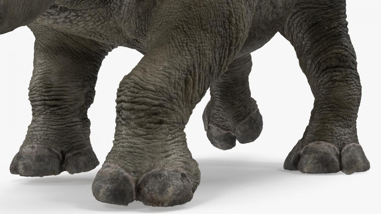 3D Baby Rhino Walking Pose model