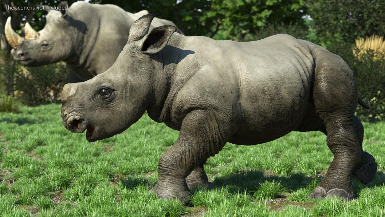 3D Baby Rhino Walking Pose model