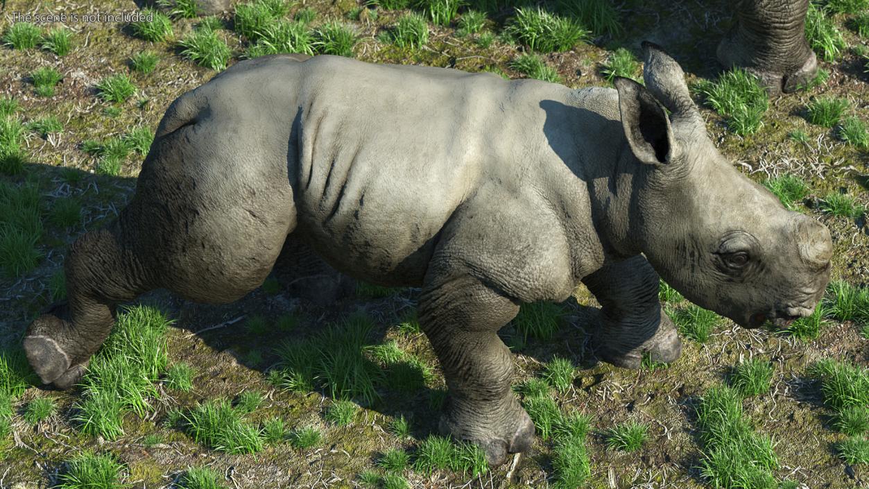 3D Baby Rhino Walking Pose model