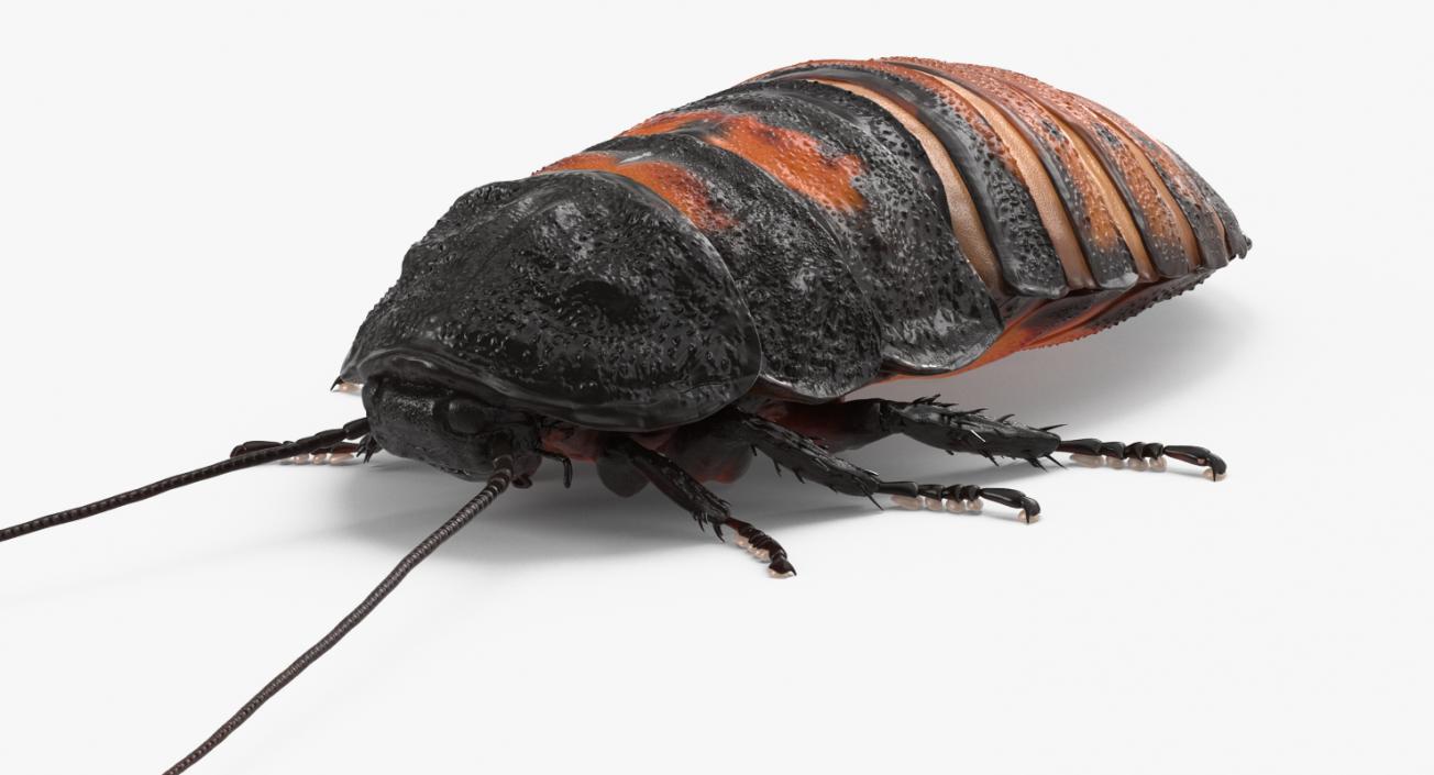 3D Madagascar Giant Hissing Cockroach with Fur model