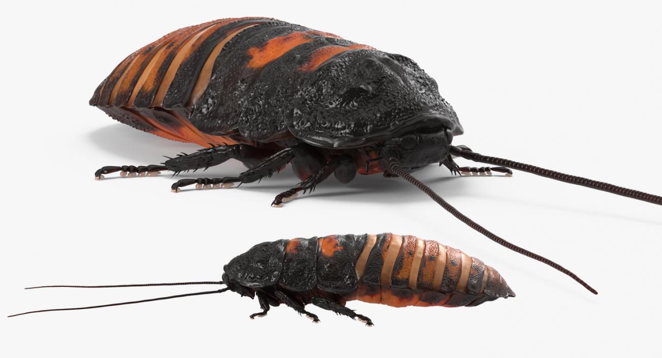 3D Madagascar Giant Hissing Cockroach with Fur model