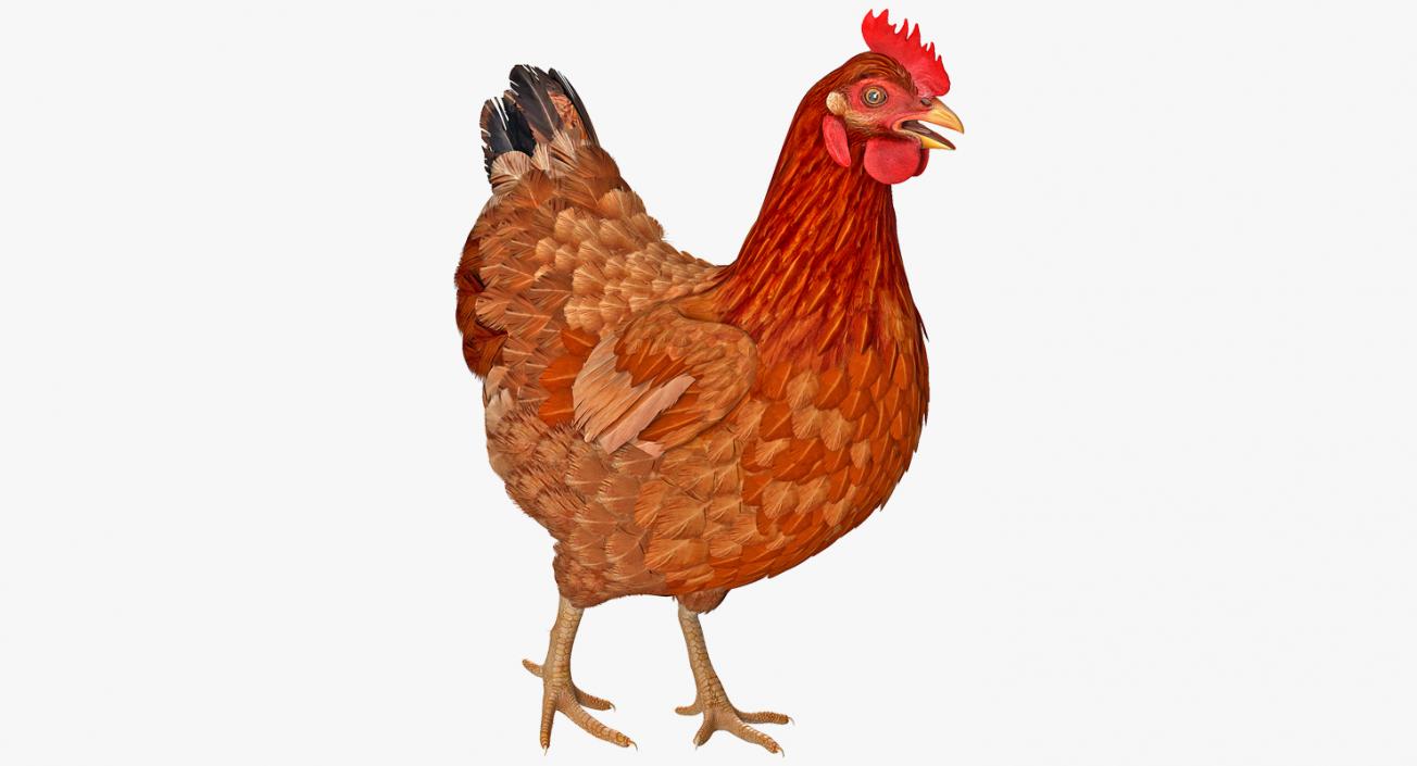 3D Brown Chicken Walking Pose