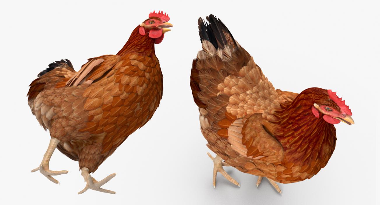 3D Brown Chicken Walking Pose