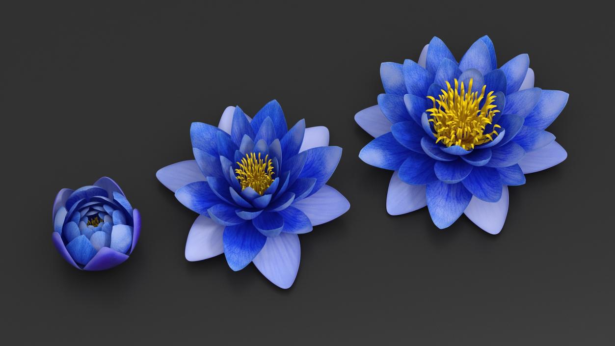 3D model Nymphaea Siam Purple Blue