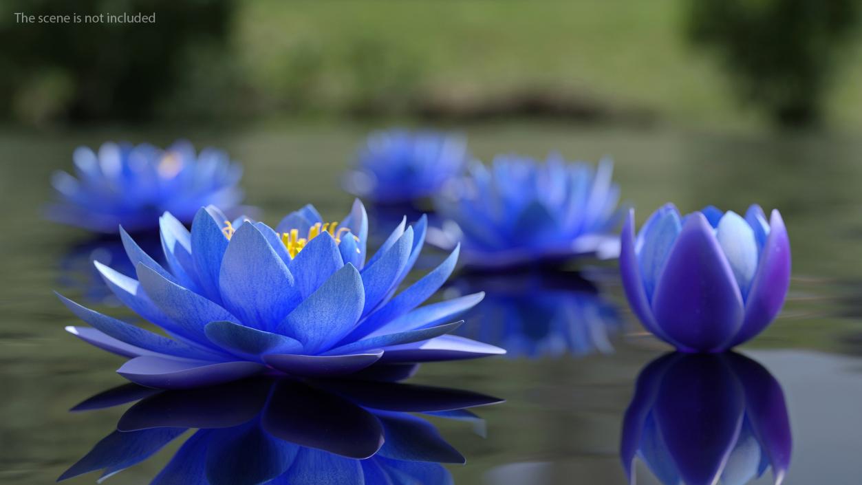 3D model Nymphaea Siam Purple Blue