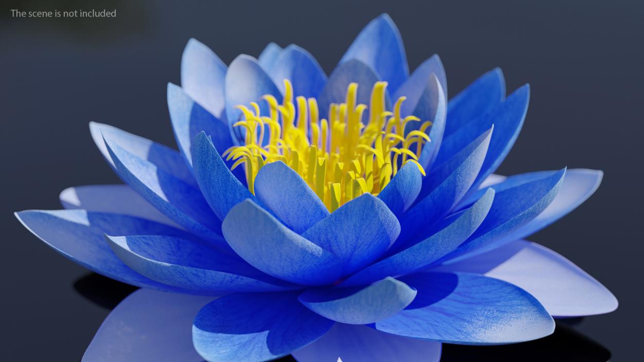 3D model Nymphaea Siam Purple Blue