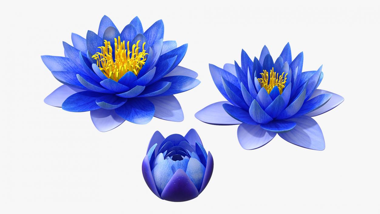 3D model Nymphaea Siam Purple Blue