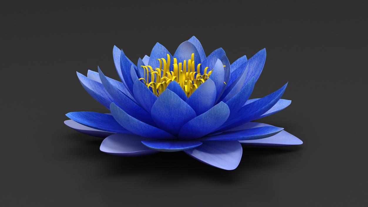 3D model Nymphaea Siam Purple Blue