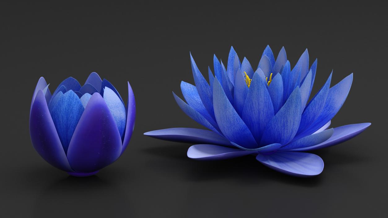 3D model Nymphaea Siam Purple Blue