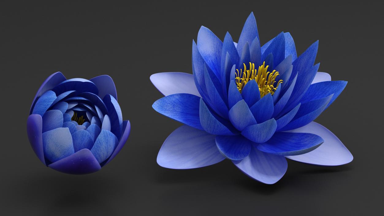 3D model Nymphaea Siam Purple Blue