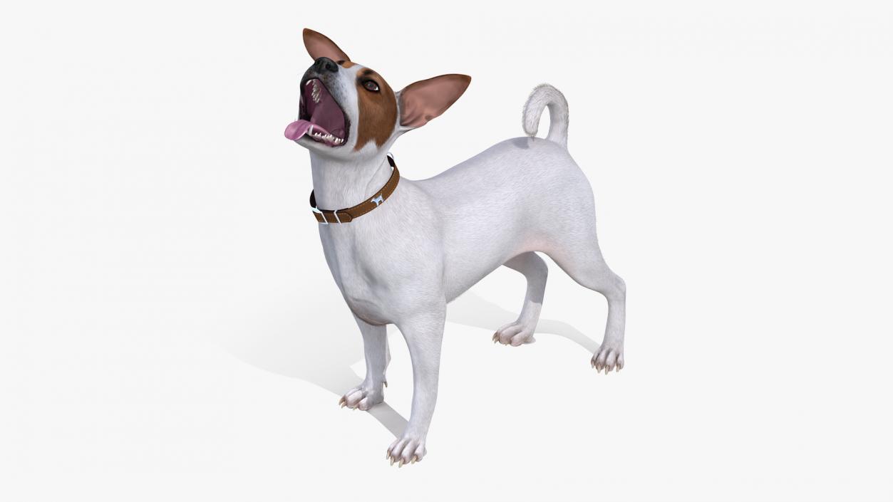 3D White Jack Russell Terrier Waiting Pose Fur model