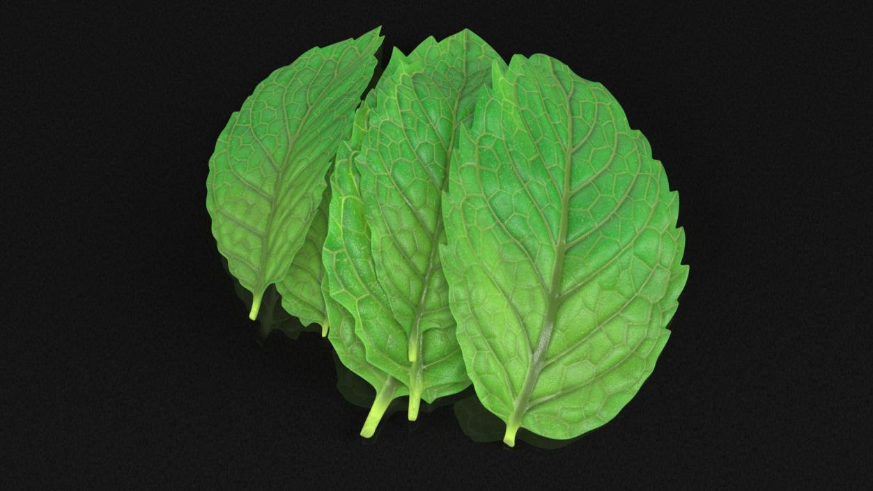 3D Bunch of Fresh Mint Leaves