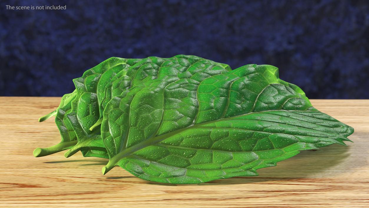 3D Bunch of Fresh Mint Leaves