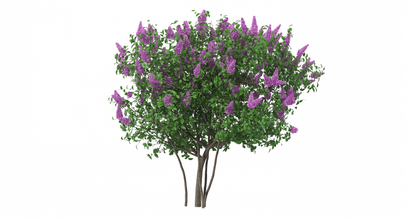 3D Syringa Vulgaris or Lilac Shrub