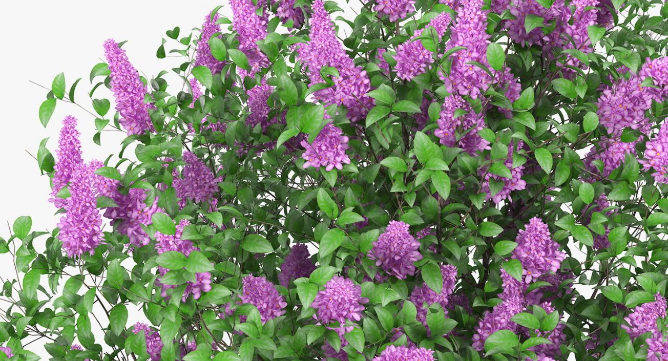 3D Syringa Vulgaris or Lilac Shrub