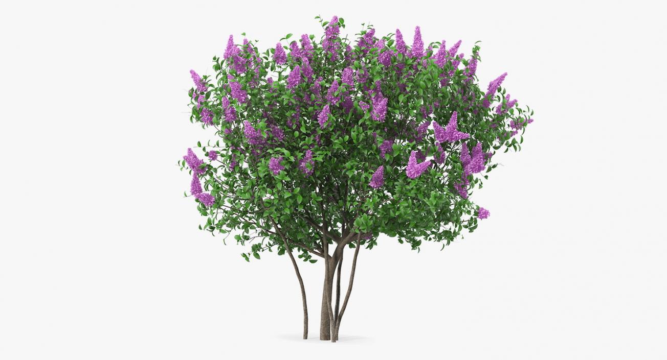 3D Syringa Vulgaris or Lilac Shrub