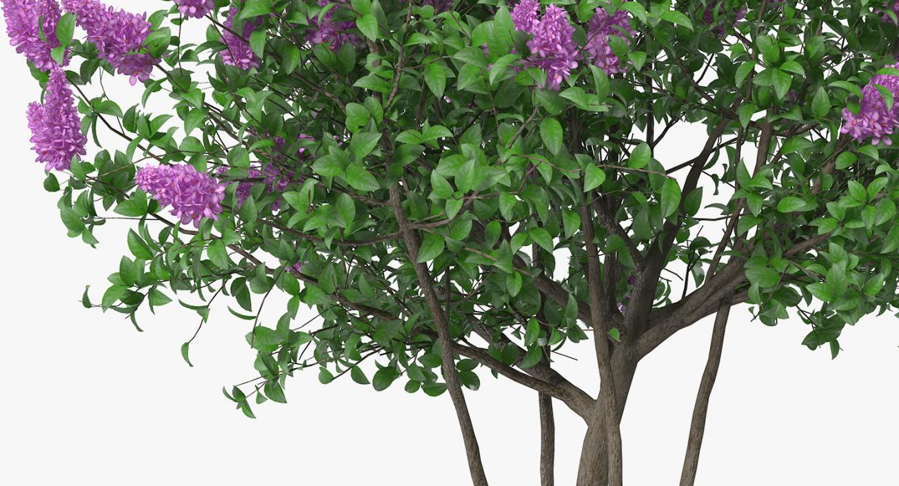 3D Syringa Vulgaris or Lilac Shrub