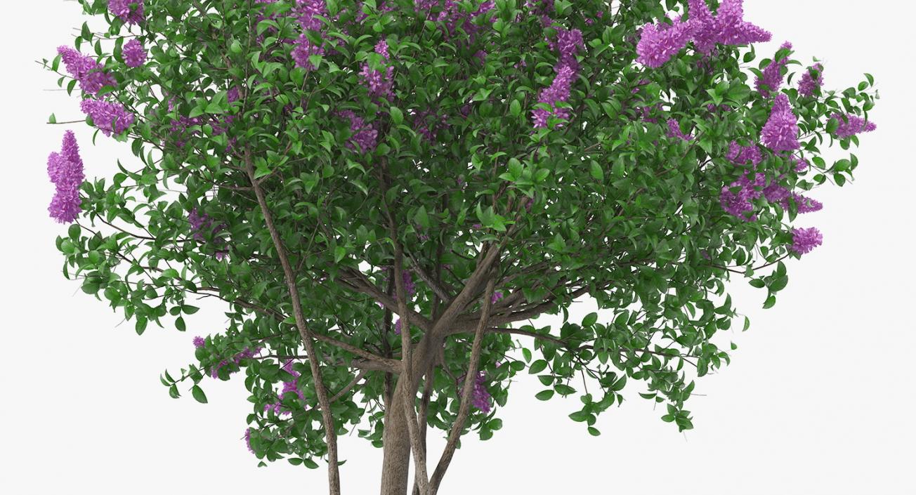 3D Syringa Vulgaris or Lilac Shrub