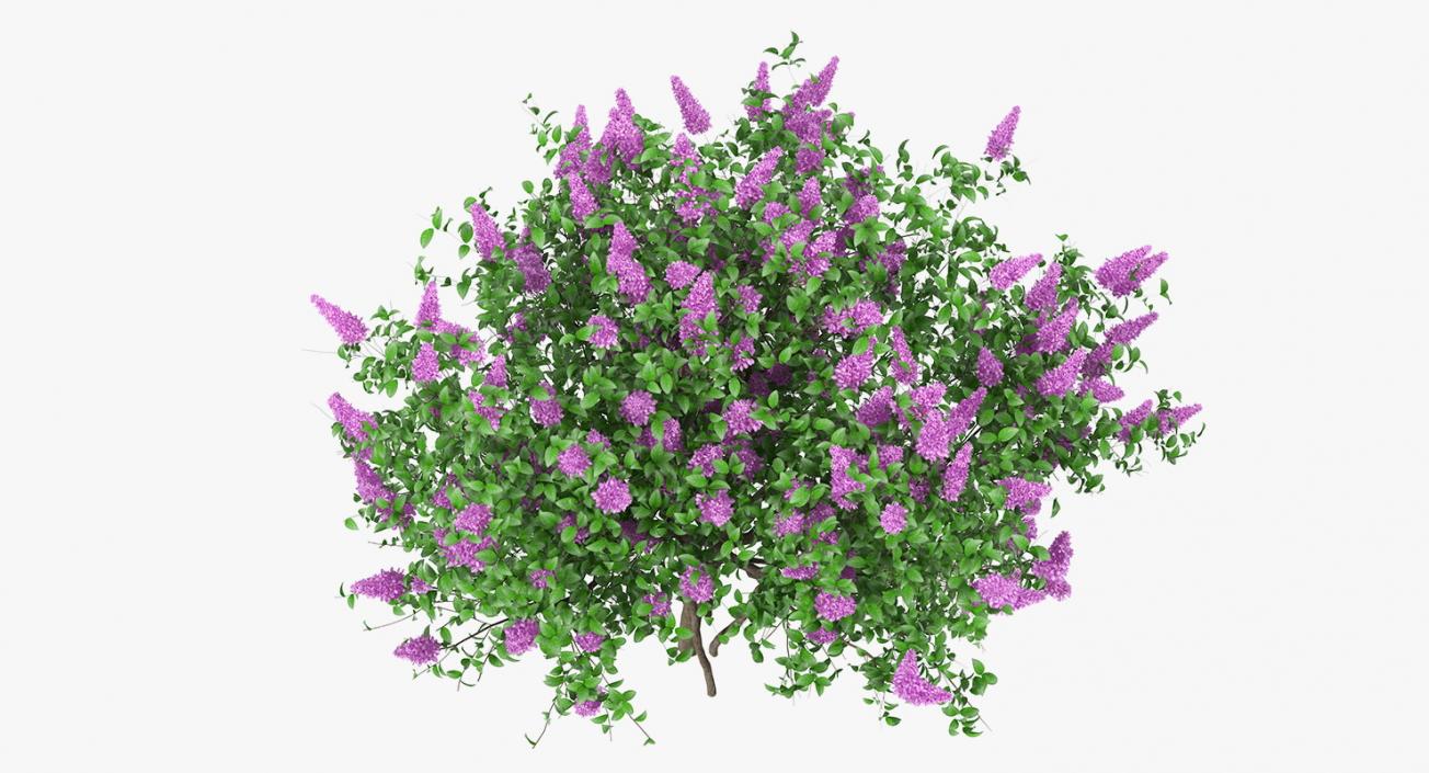 3D Syringa Vulgaris or Lilac Shrub