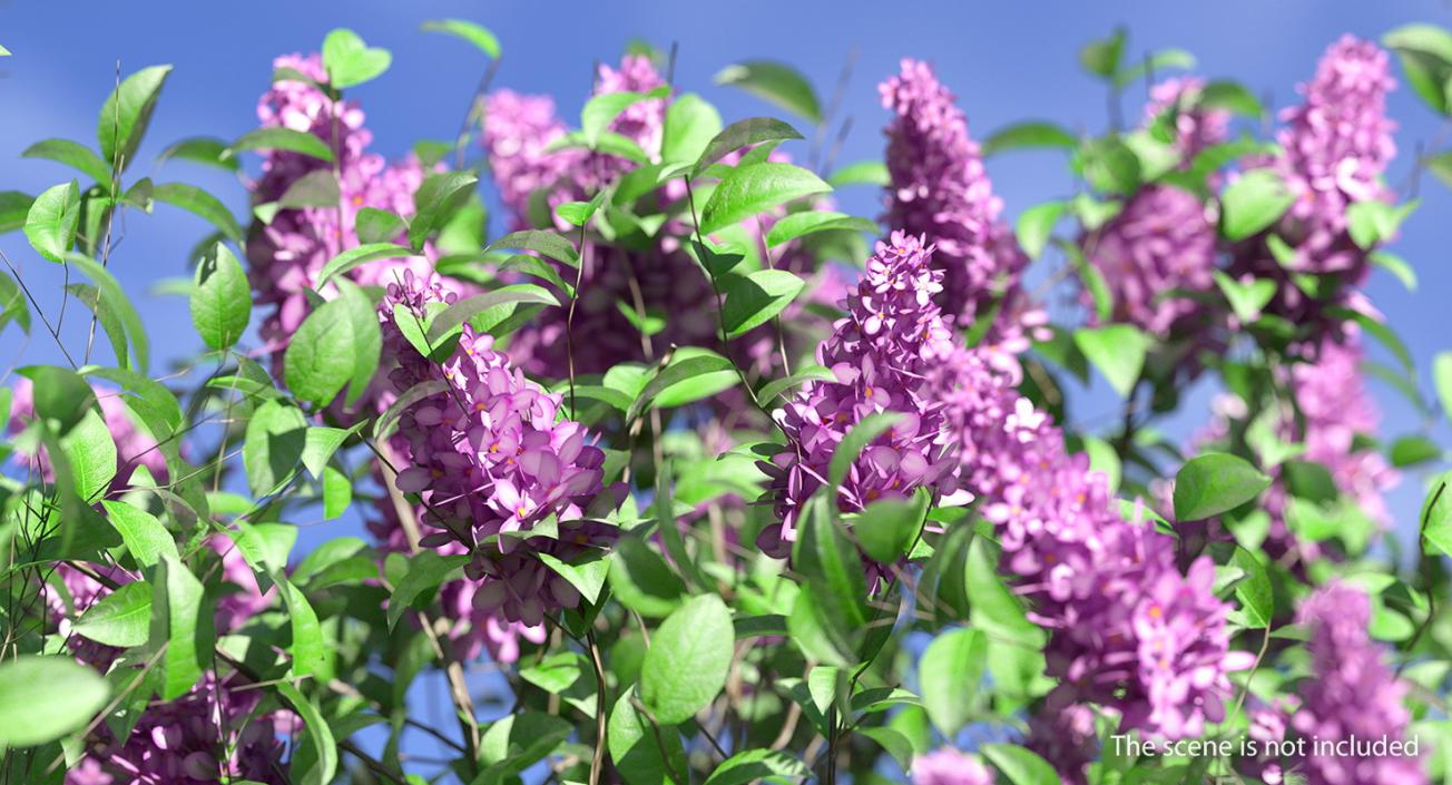 3D Syringa Vulgaris or Lilac Shrub