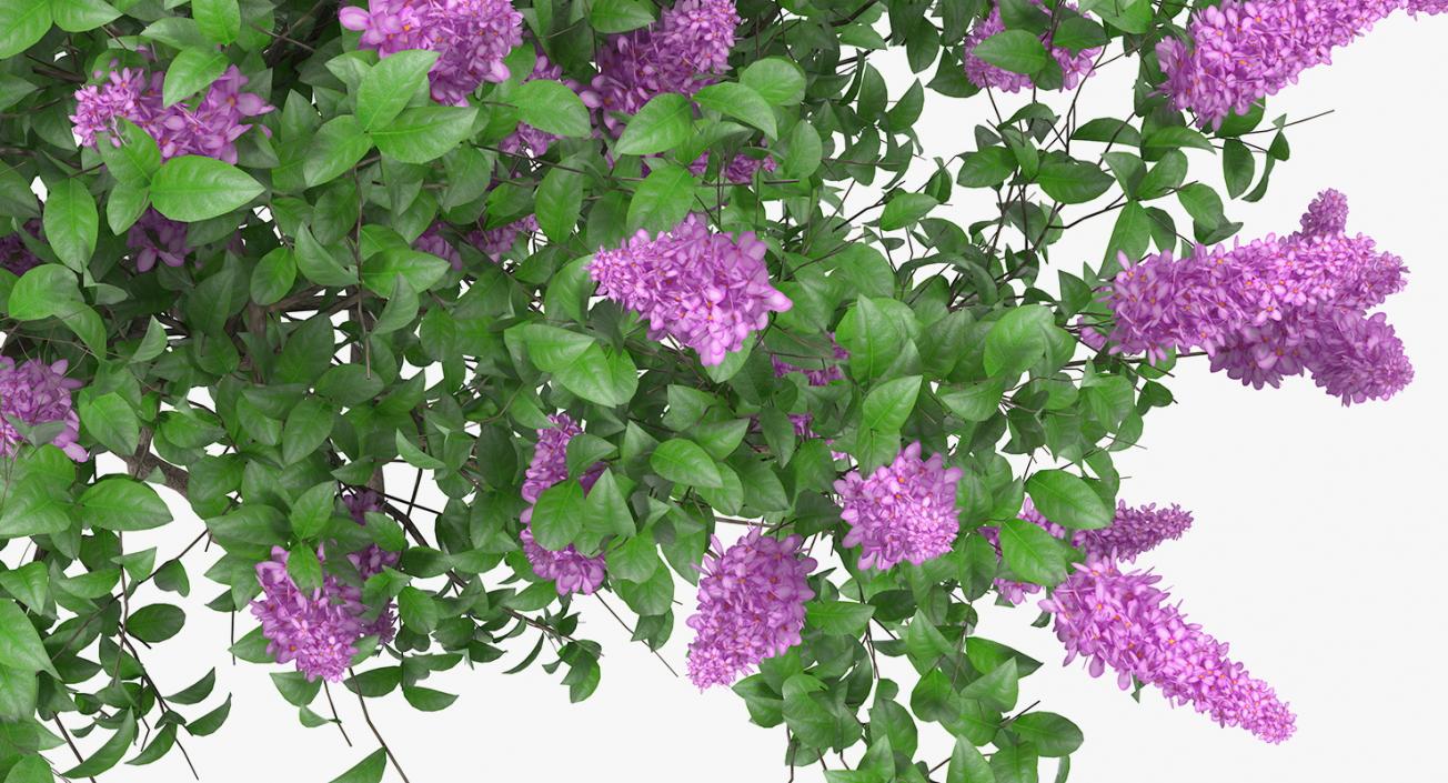 3D Syringa Vulgaris or Lilac Shrub