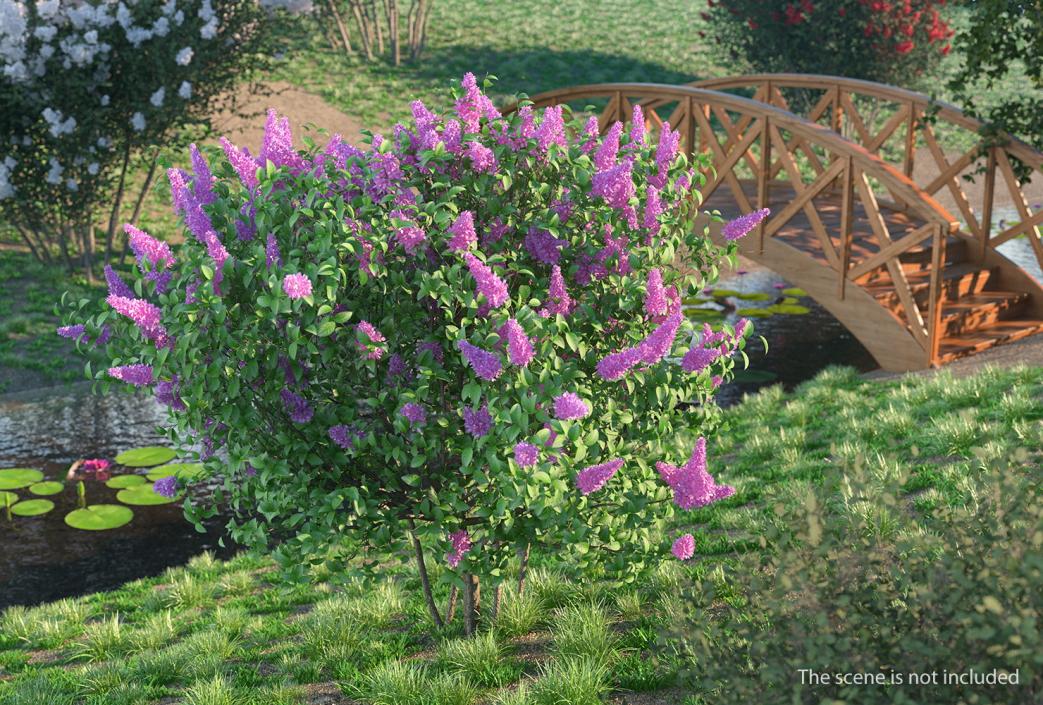 3D Syringa Vulgaris or Lilac Shrub