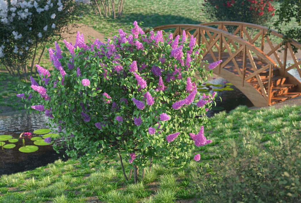 3D Syringa Vulgaris or Lilac Shrub