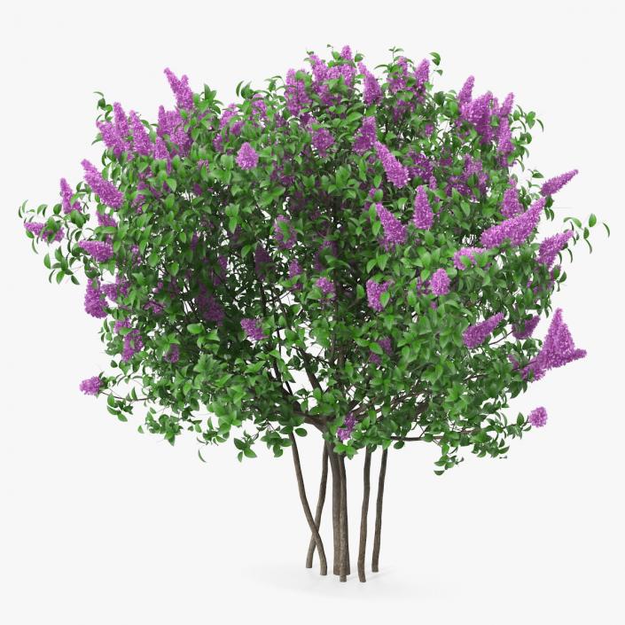 3D Syringa Vulgaris or Lilac Shrub