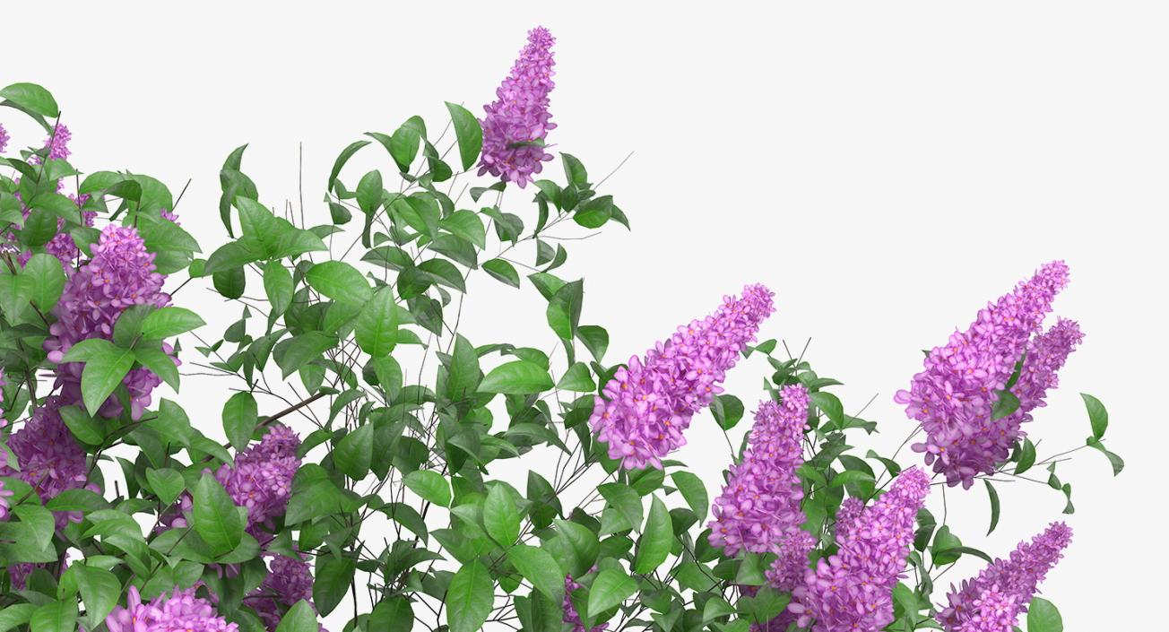 3D Syringa Vulgaris or Lilac Shrub