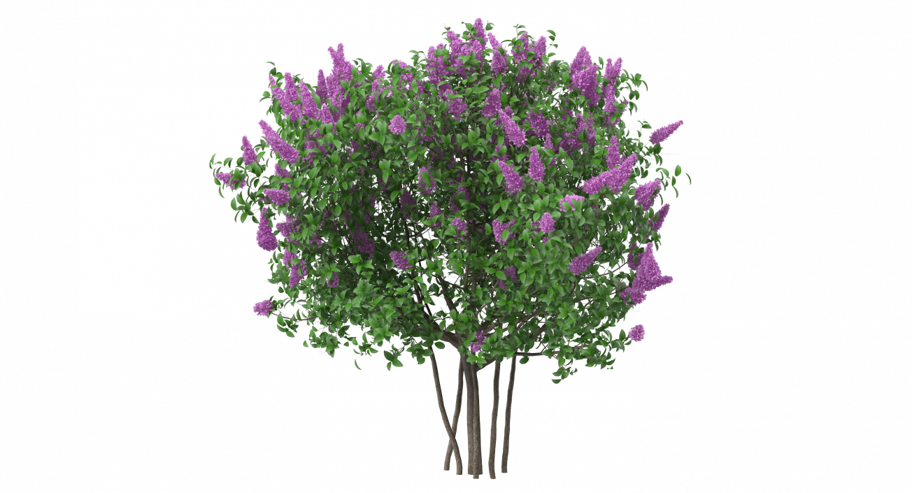 3D Syringa Vulgaris or Lilac Shrub