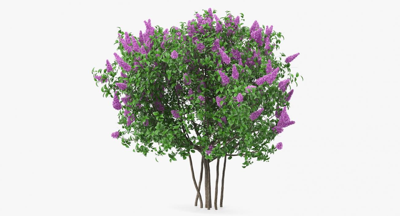 3D Syringa Vulgaris or Lilac Shrub