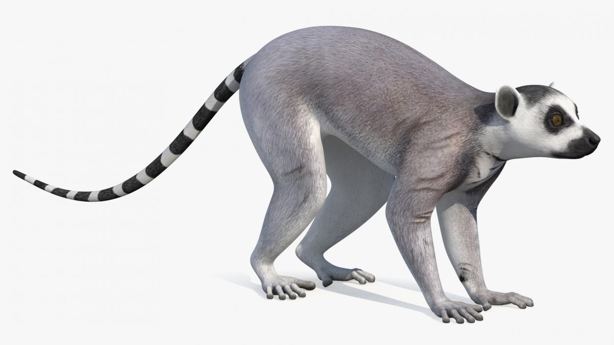 Lemur Rigged 3D