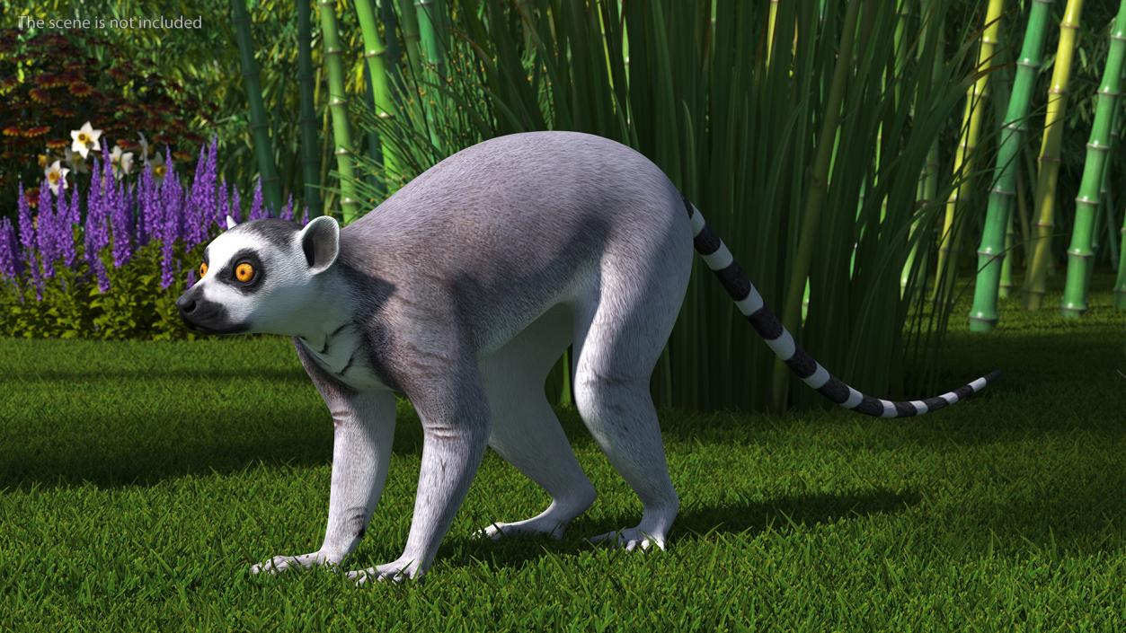 Lemur Rigged 3D