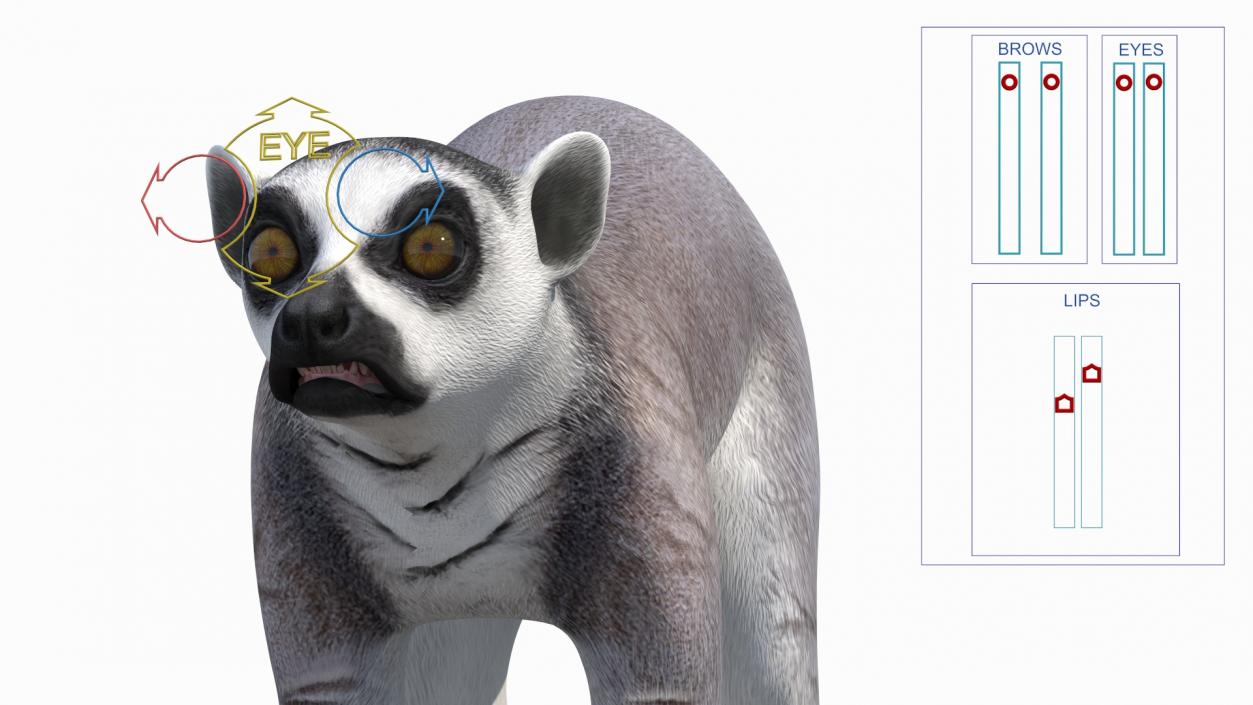 Lemur Rigged 3D