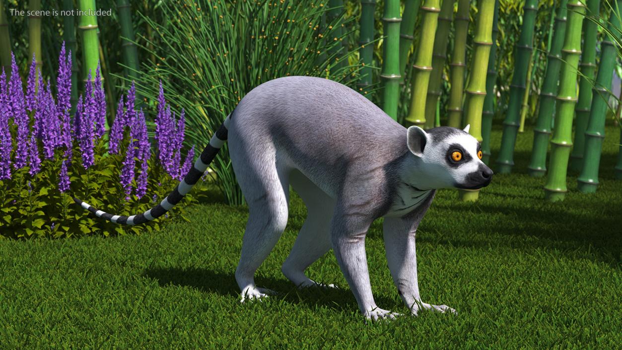 Lemur Rigged 3D