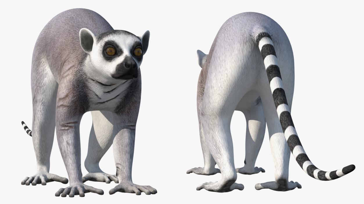 Lemur Rigged 3D