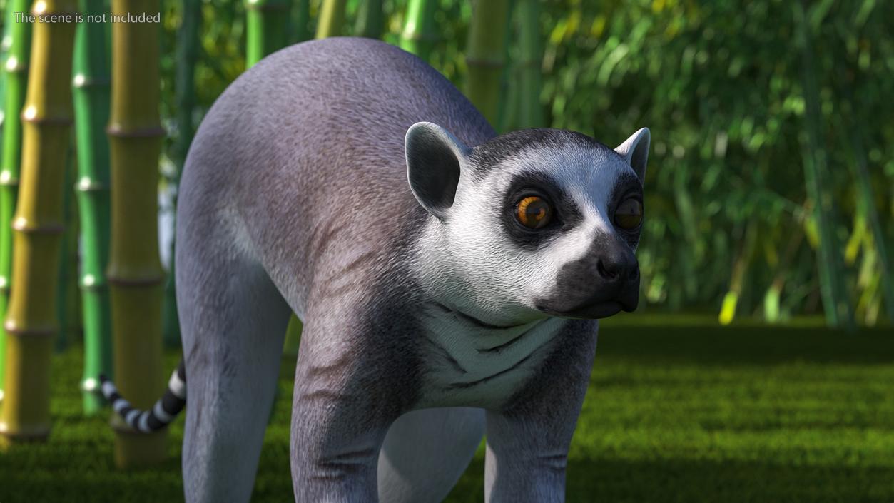 Lemur Rigged 3D