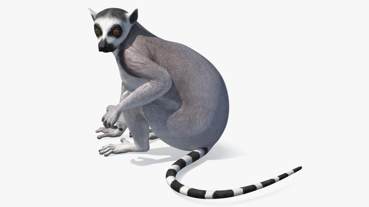 Lemur Rigged 3D