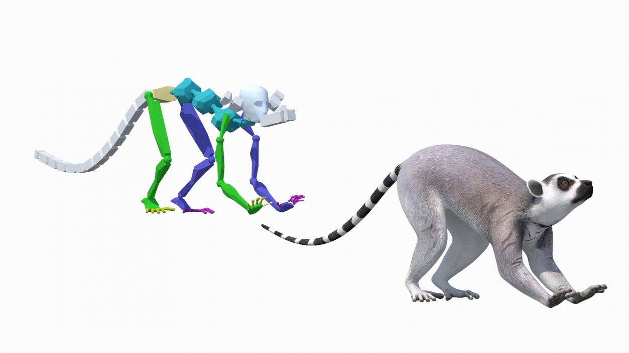 Lemur Rigged 3D